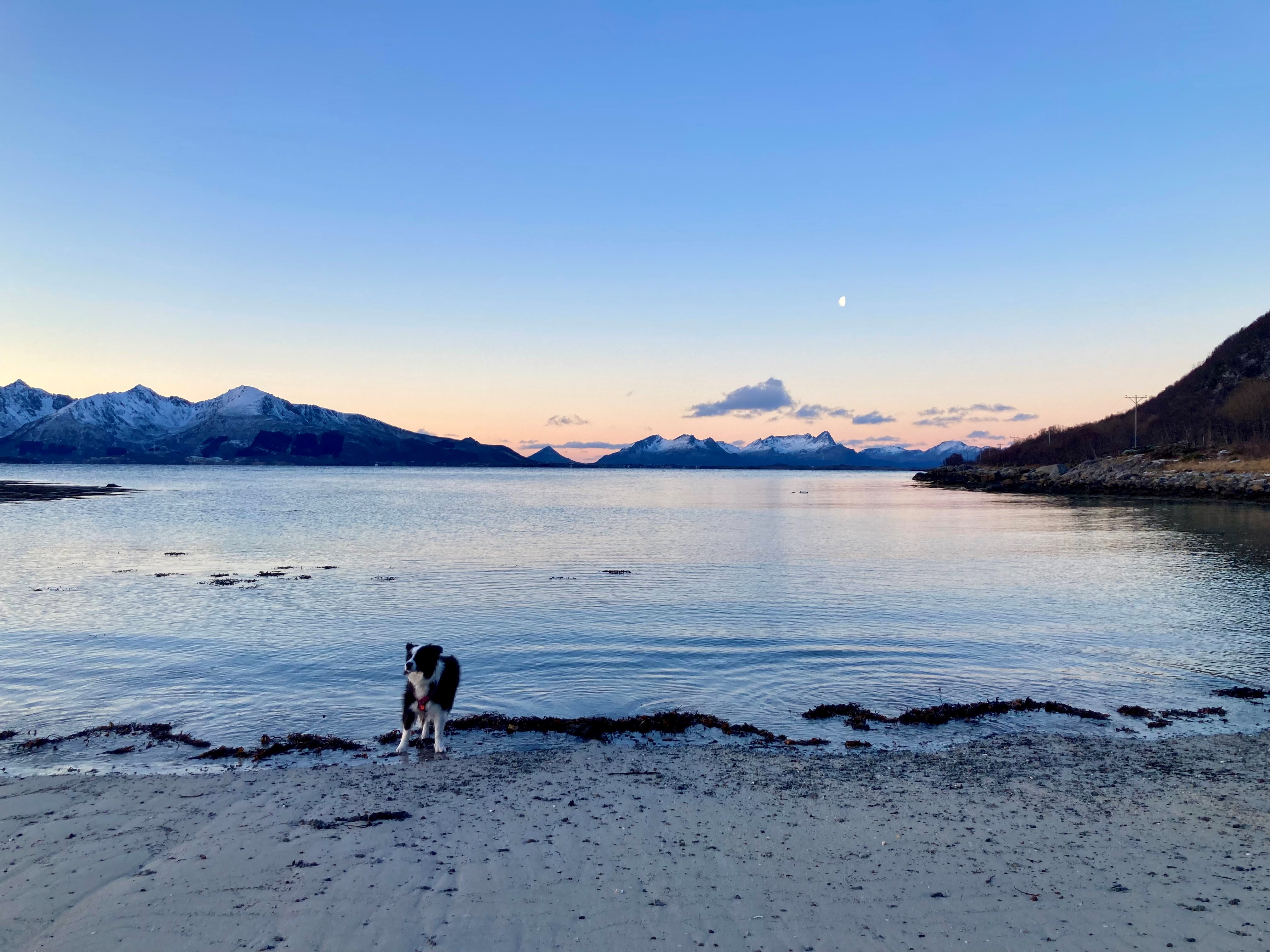 Marley aan zee bij de maan.jpg